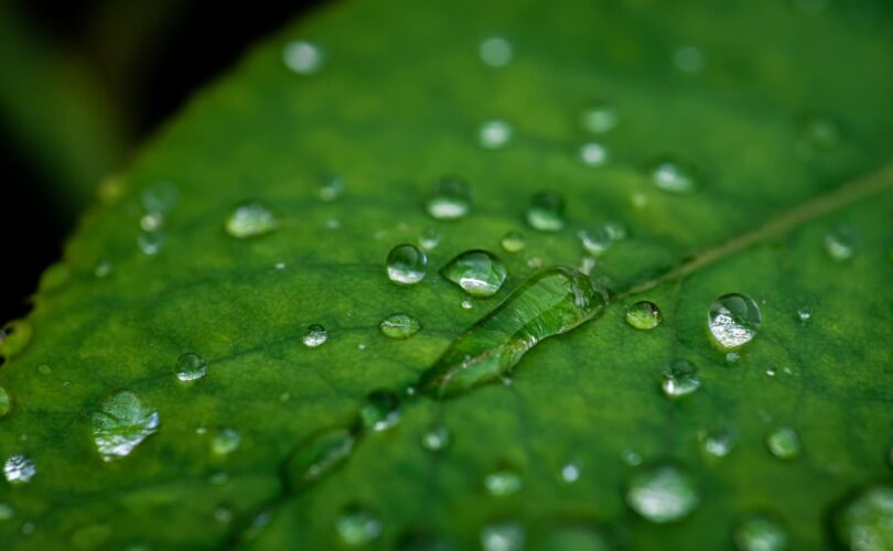 water drops on leaf