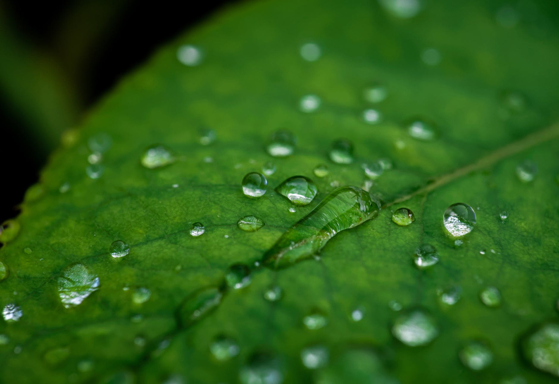 water drops on leaf